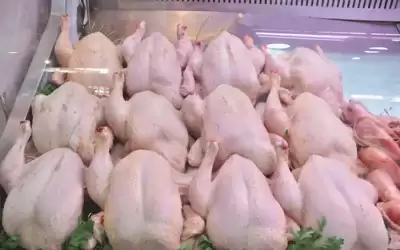 الحنيفات: خطط لتوفير الدجاج برمضان بسعر