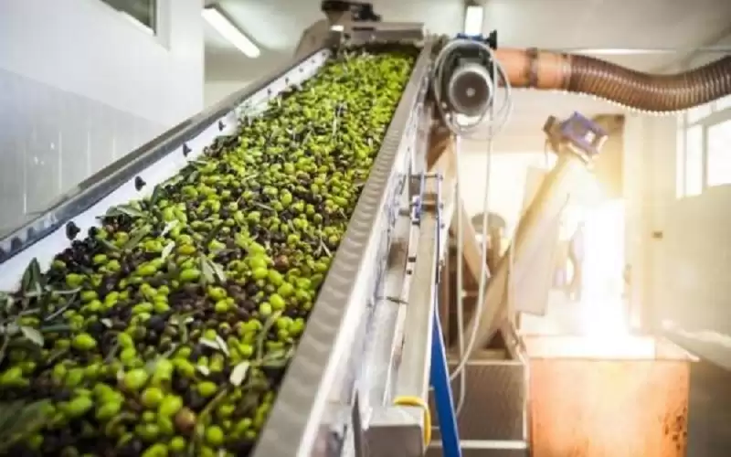 كميات الزيت المنتجة هذا الموسم تحقق