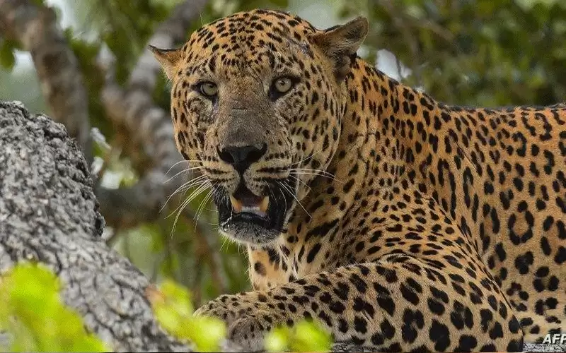 العثور على فهد هرب من حديقة