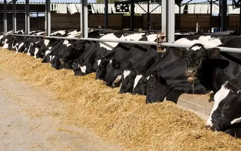 مربو الأغنام والأبقار يؤكدون نجاح حملة