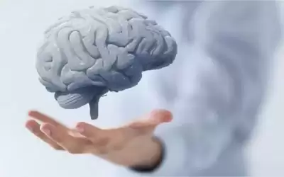 كيف تؤثر بكتيريا الأمعاء على صحة