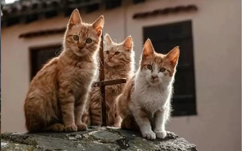 بعد بيع لحوم القطط.. تحذير في