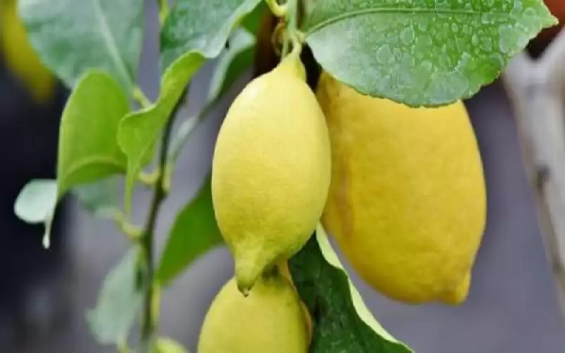 ما فائدة أكل الليمون بقشره