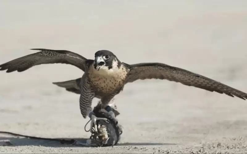 انطلاق منافسات مهرجان قطر الدولي للصقور