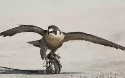 انطلاق منافسات مهرجان قطر الدولي للصقور