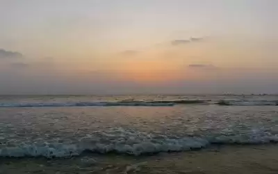 العثور على متحجرة جمجمة حوت تعود