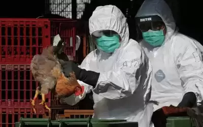 مخاوف من تحول إنفلونزا الطيور لوباء