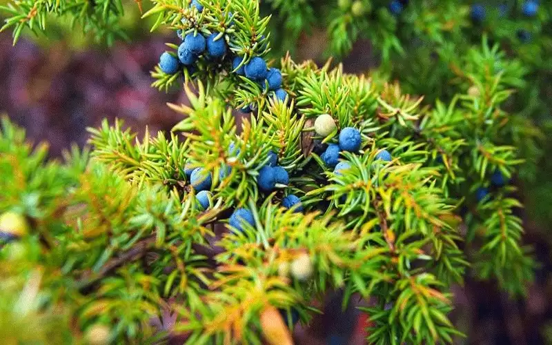 دراسة تكشف عن نبتة مضادة للأورام