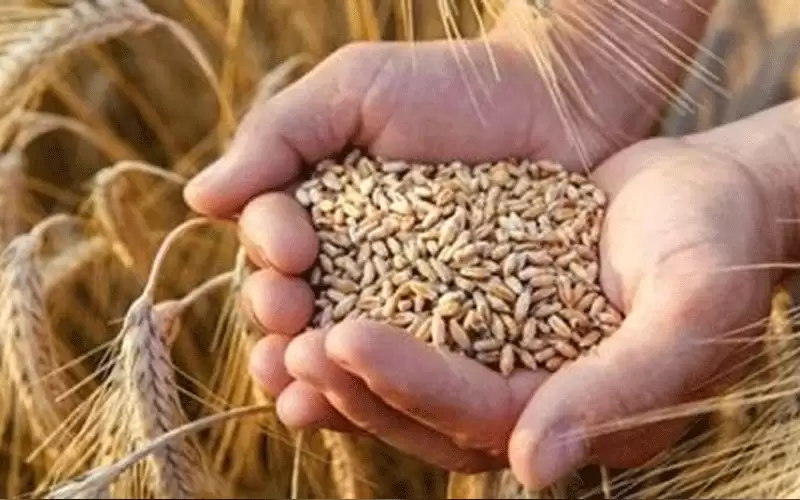 الزراعة: الأمن الغذائي يحظى باهتمام ملكي