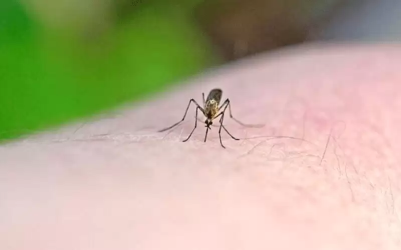 مادة جديدة تحمي من البعوض 8