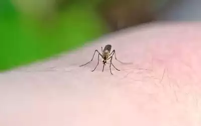 مادة جديدة تحمي من البعوض 8