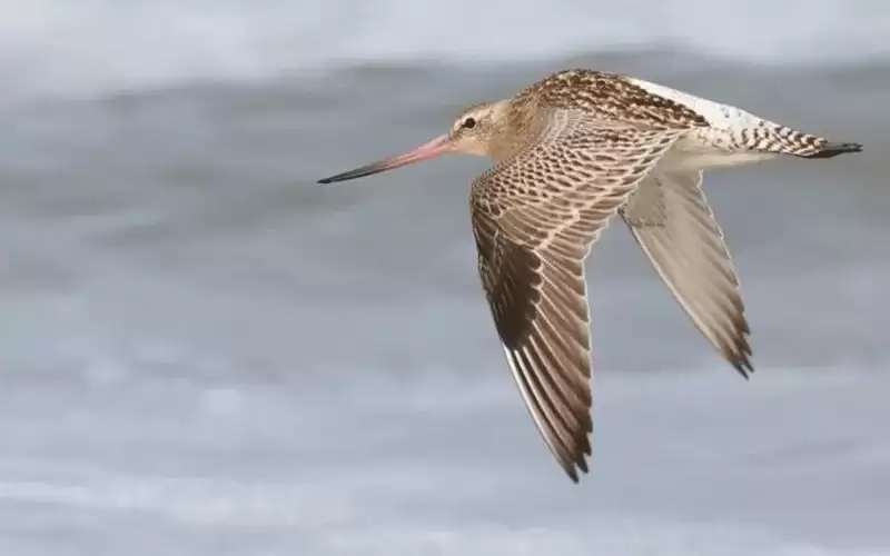 طائر يدخل غينيس بأطول مدة طيران