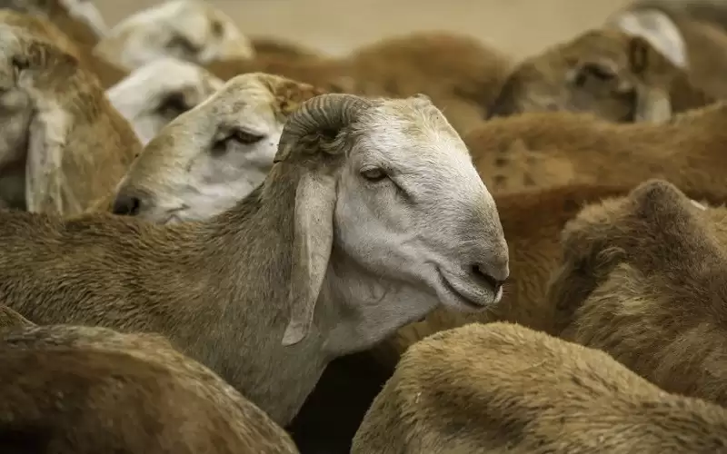مديرية زراعة المفرق: تصدير أكثر من