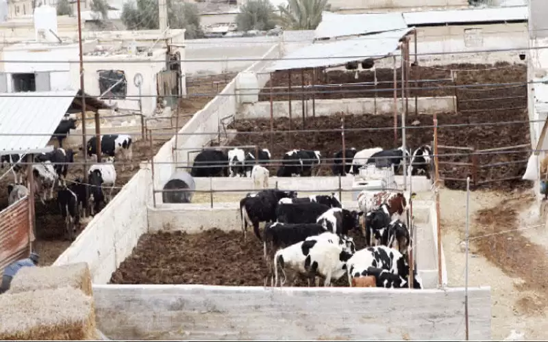 الزراعة: لجان لحصر اضرار مزارعي الابقار