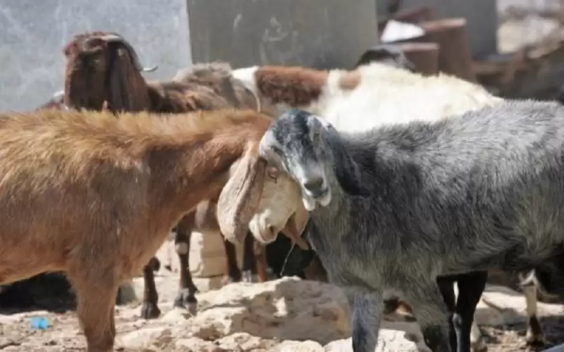 زراعة المفرق تدعو مربي الماشية لاتخاذ