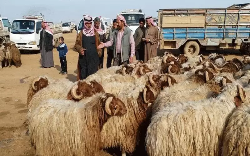 إغلاق أسواق المواشي في الأردن لمدة