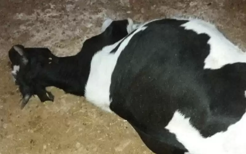 90% من الأبقار بالظليل والحلابات مصابة