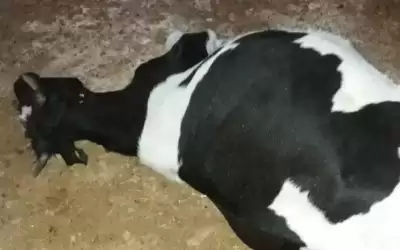 90% من الأبقار بالظليل والحلابات مصابة