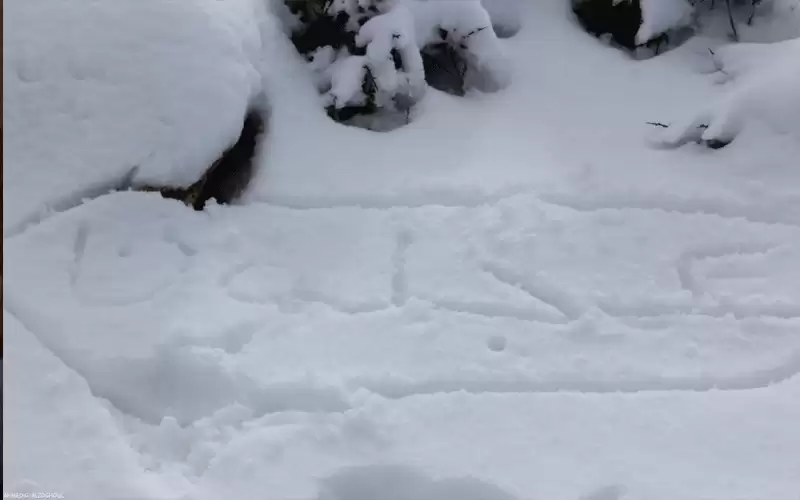 الثلوج تغلق العديد من الطرق في