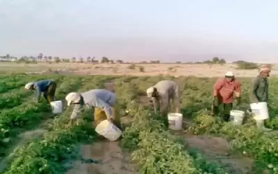 مطالبة بإعفاء المزارعين من فوائد القروض