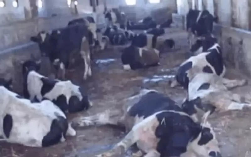 الحكومة: خطة للتعامل مع الحمى القلاعية