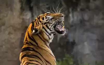 الهند.. نمر يـهاجم 5 أشخاص داخل