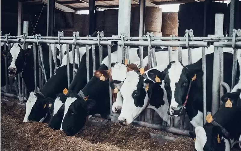 توصية نيابية بتأجيل قروض مربي الثروة