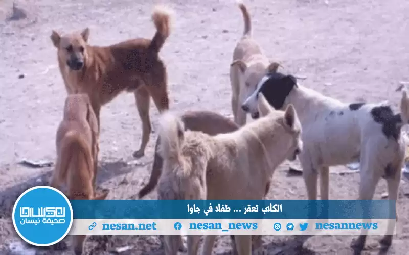 اصابته بالغة .. كلاب تعقر طفلا