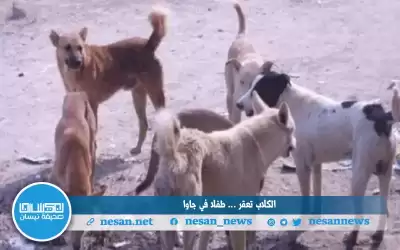 اصابته بالغة .. كلاب تعقر طفلا