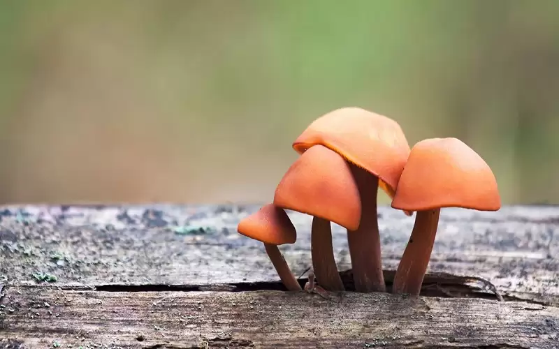 دراسة: فطر عيش الغراب يقوي الذاكرة