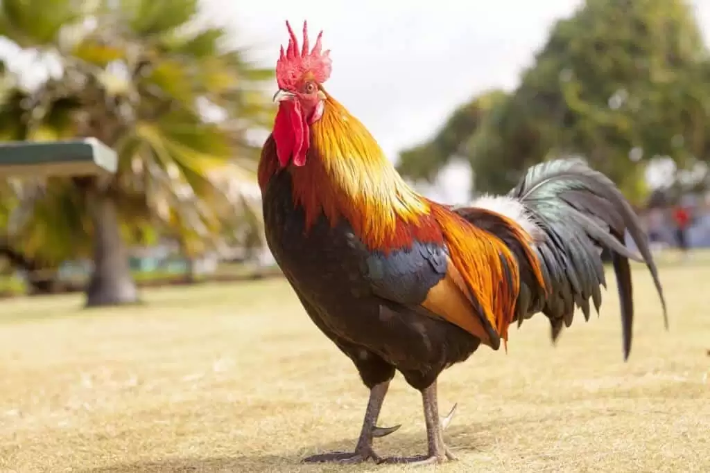 نهاية مروعة لرجل.. قتله ديك بقسوة