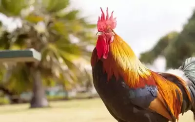 نهاية مروعة لرجل.. قتله ديك بقسوة