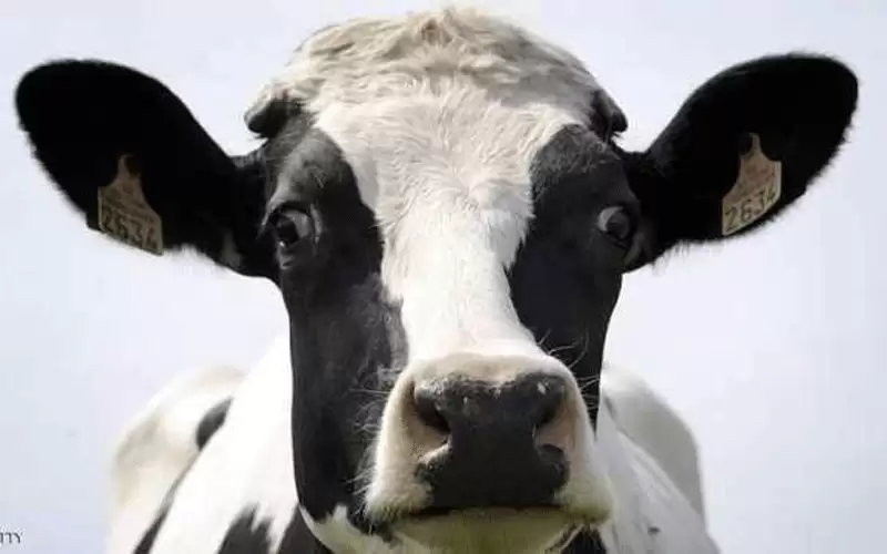 زراعة الطفيلة: لا إصابات بالحمى القلاعية