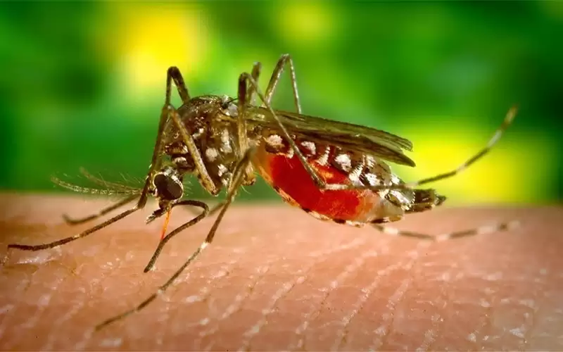 حمى الضنك تودي بحياة 26 شخصا