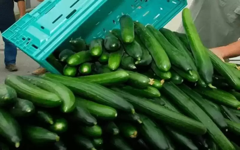 انخفاض سعر الخيار في السوق المركزي