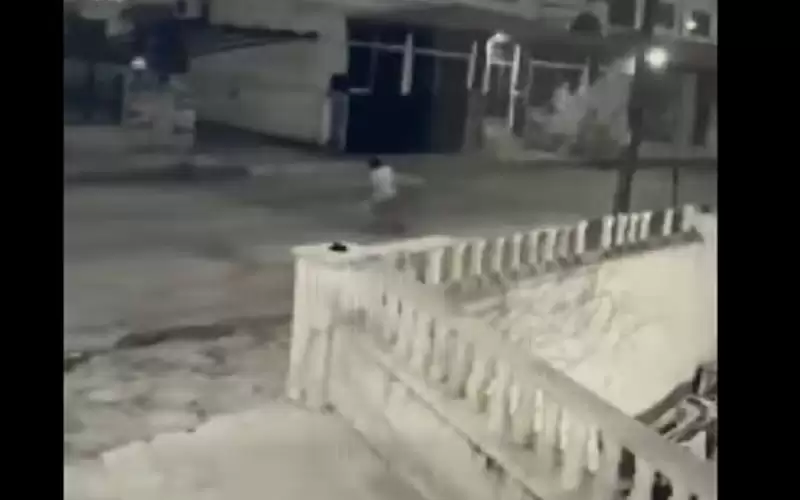 كلب ينهش طفلا في عمان ويحاول