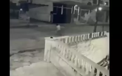 كلب ينهش طفلا في عمان ويحاول