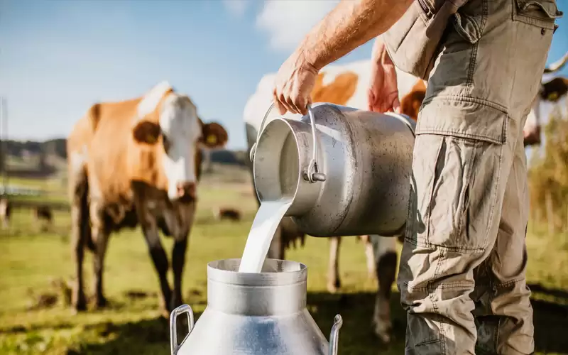 هل تنتقل الحمى القلاعية للإنسان بالحليب