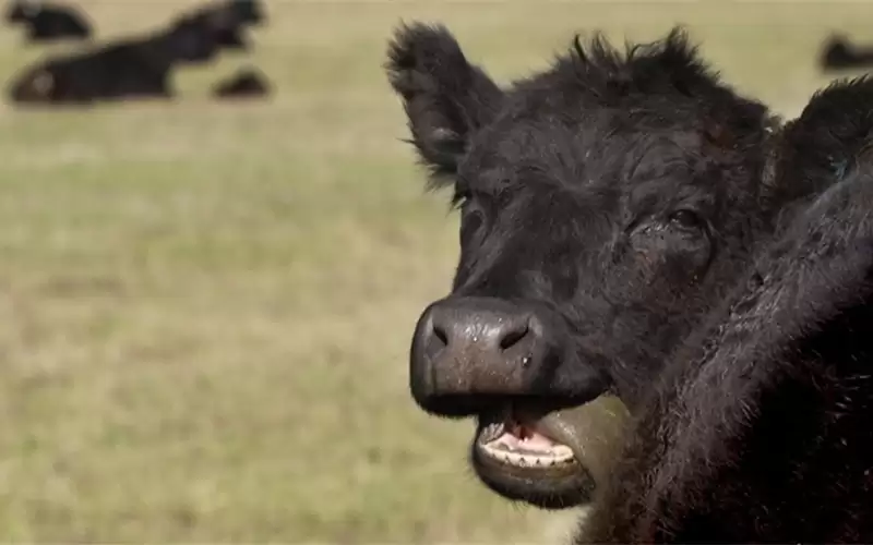 غارات جوية على أبقار عدوانية في