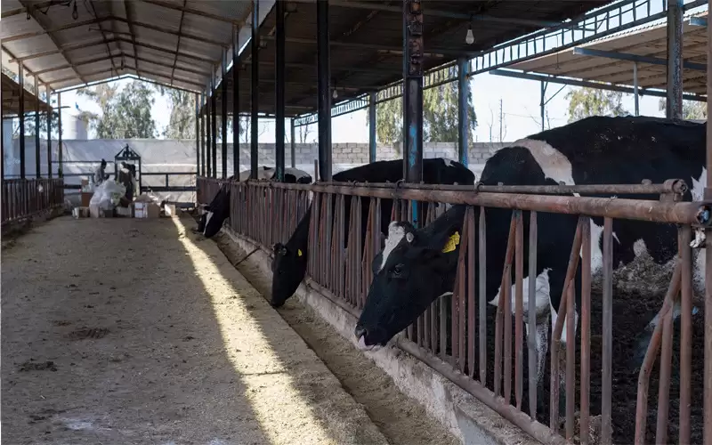 ضبط 7 متهمين بالاتجار بلحوم الأبقار