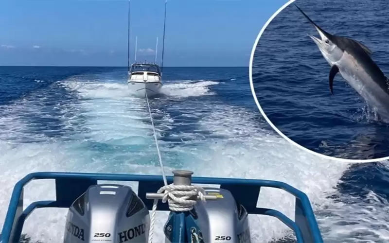 سمكة عملاقة تهدد سلامة سفينة صيد