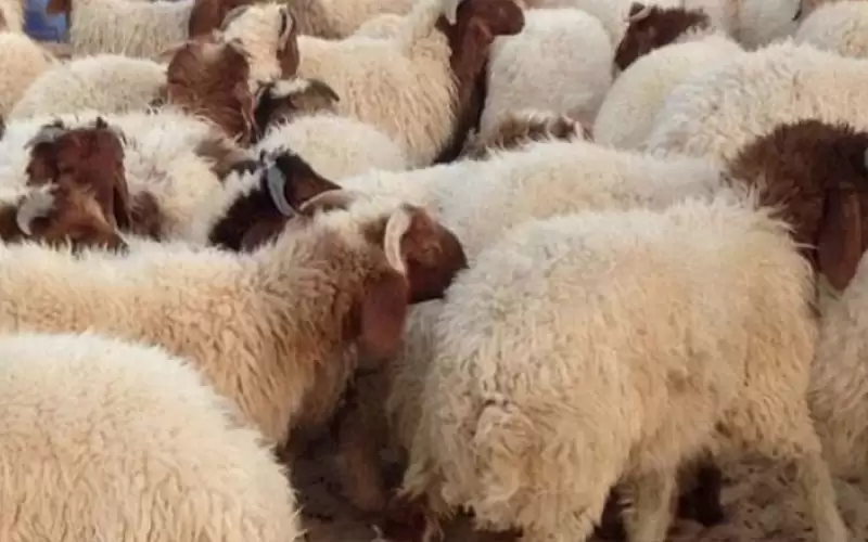 الزراعة تدعو السعودية لاستئناف استيراد المواشي