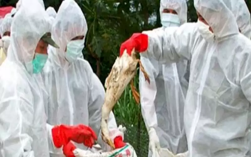 مخاوف من اندماج فيروس انفلونزا الطيور