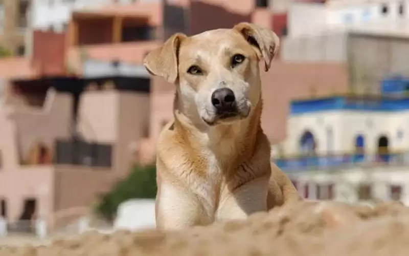 بلدية الجيزة : خطة محكمة للتعامل