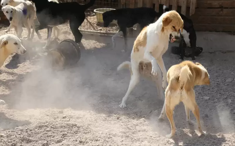 كلب ضال يلتهم فخذ طفل في