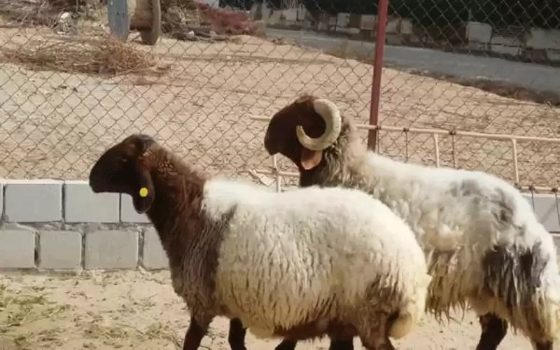 توقع ارتفاع أسعار اللحوم في السوق