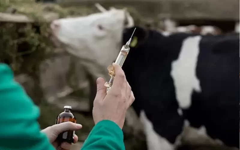 لا تخف.. مرض الحمى القلاعية نادرا