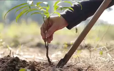 زراعة ألف شجرة حرجية في الجامعة