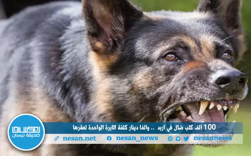 100 ألف كلب ضال في إربد