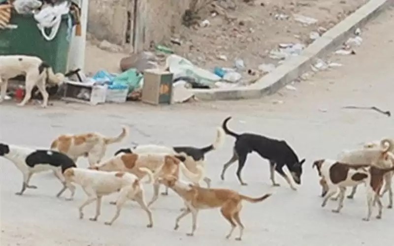 مادبا.. 630 حالة عقر كلاب بينها